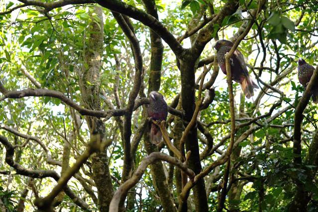 A group of kākā in trees