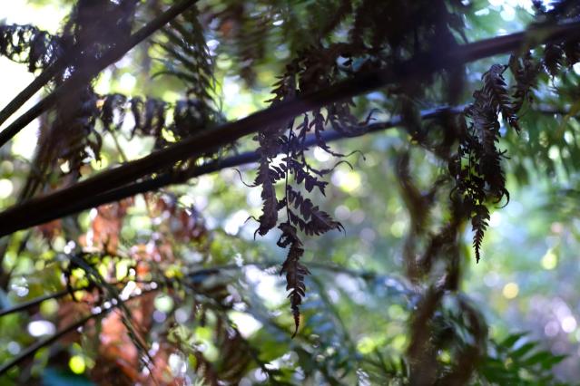 Ferns draping down off a branch